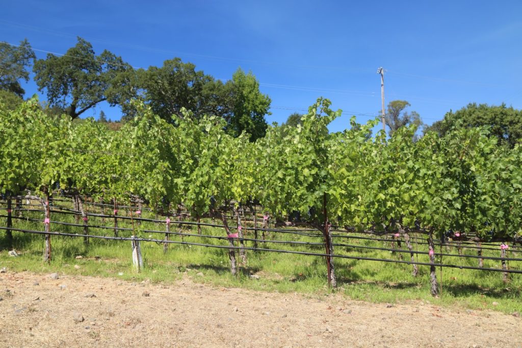 Bure Family Wines The Napa Wine Project