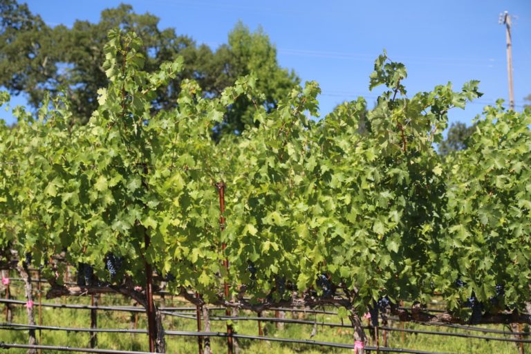 Bure Family Wines The Napa Wine Project