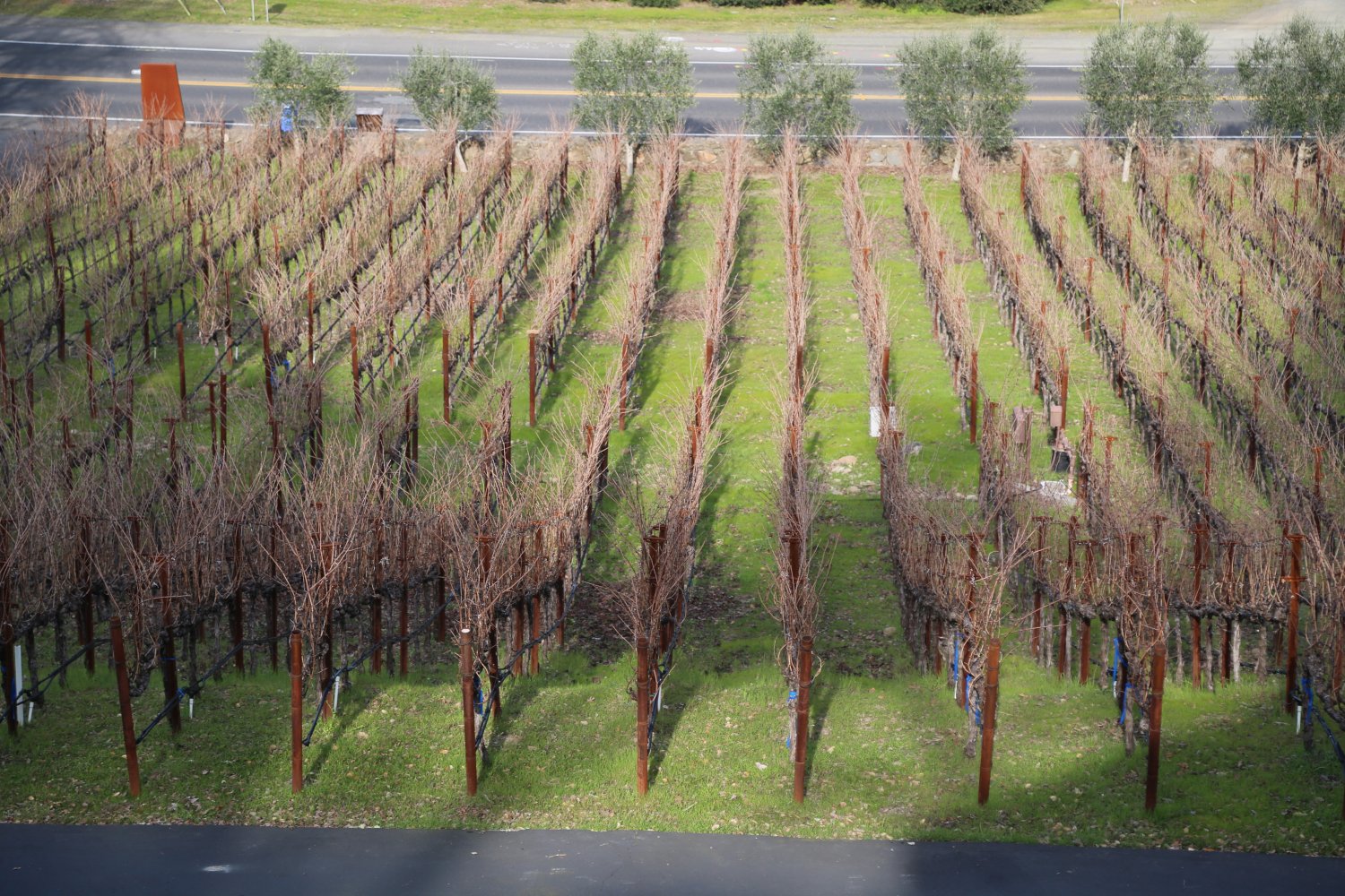 Bure Family Wines - The Napa Wine Project