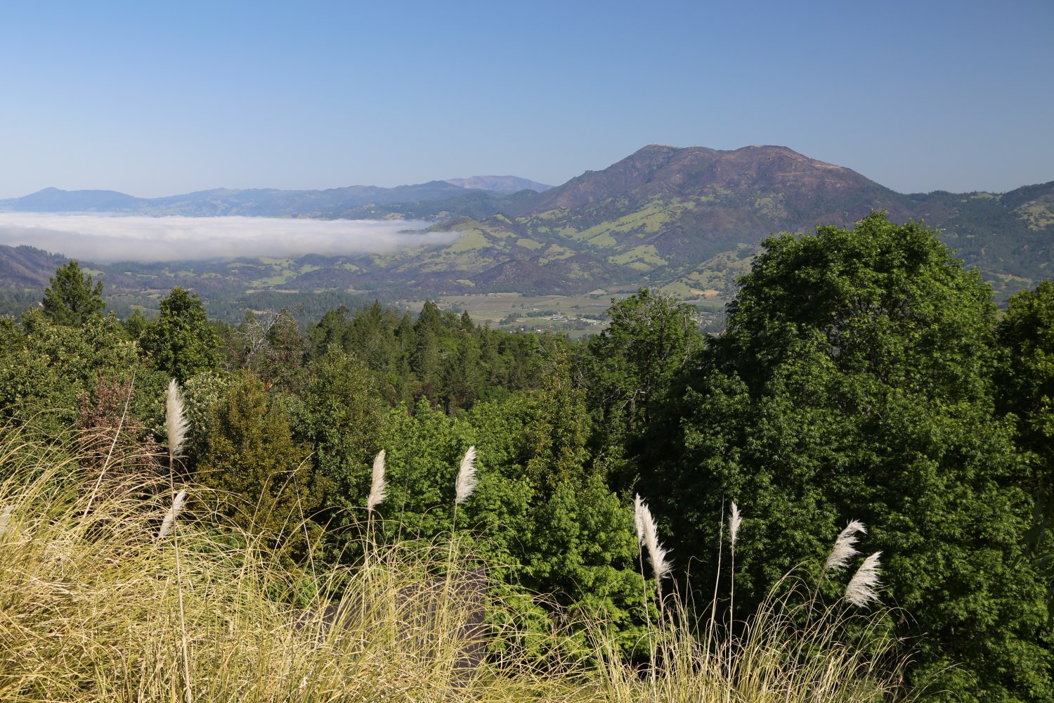 CONSTANT Diamond Mountain Vineyard The Napa Wine Project
