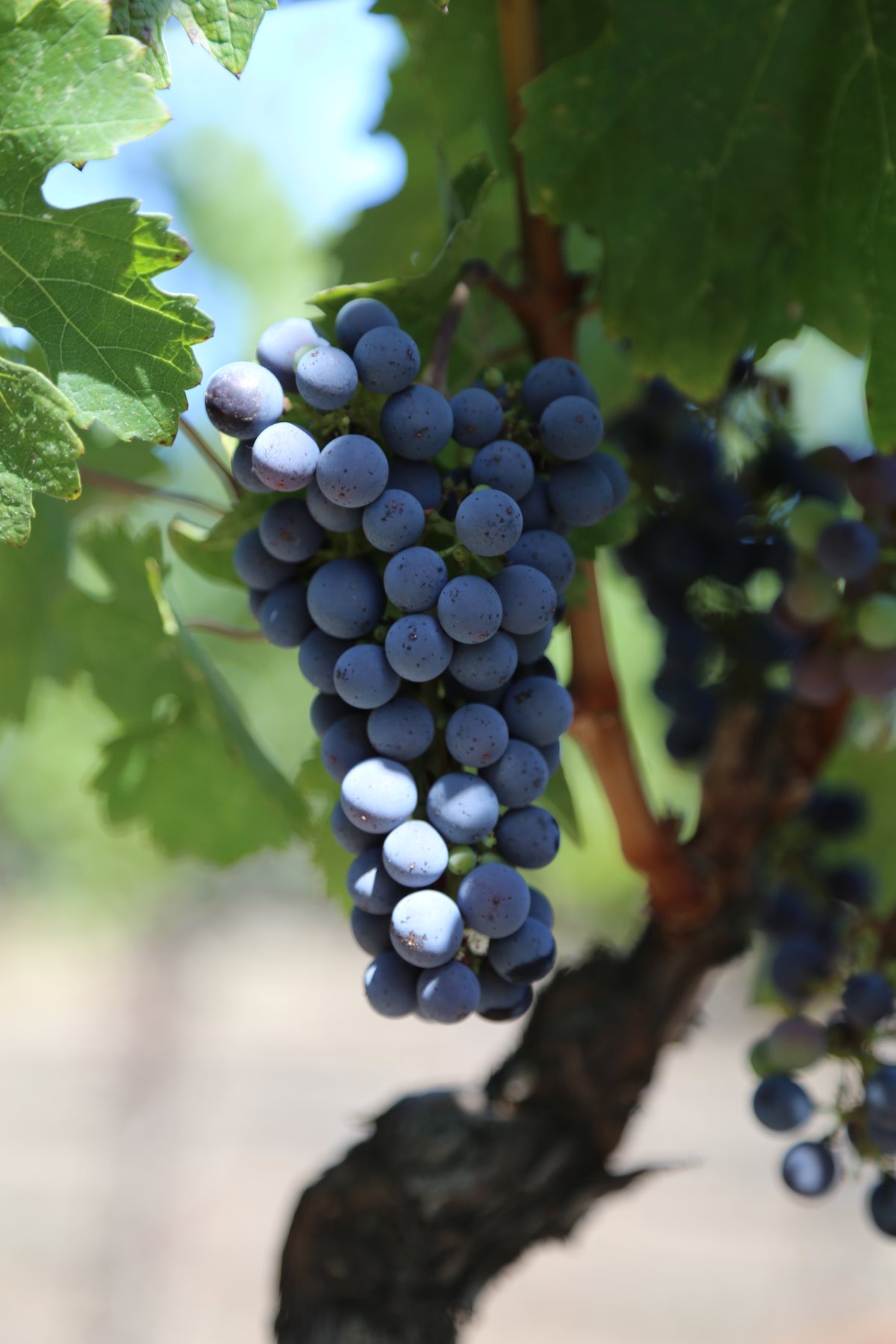 wine project 3 essay Six free the act writing test sample essays that you can use to familiarize yourself with the test instructions, format writing sample essays essay task. wine project 3 essay Six free the act writing test sample essays that you can use to familiarize yourself with the test instructions, format writing sample essays essay task.