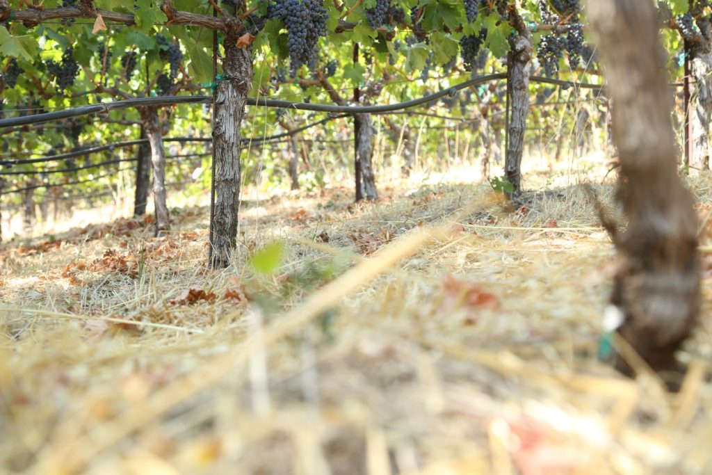 Piña Napa Valley - The Napa Wine Project