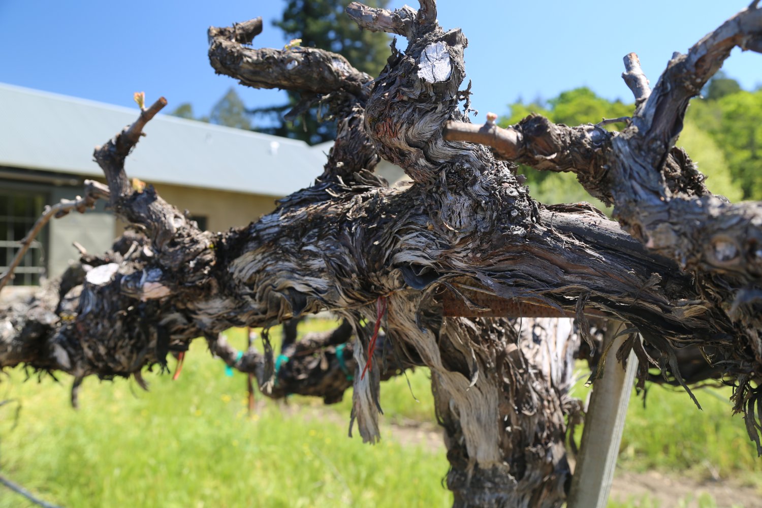 Hoopes Vineyard The Napa Wine Project