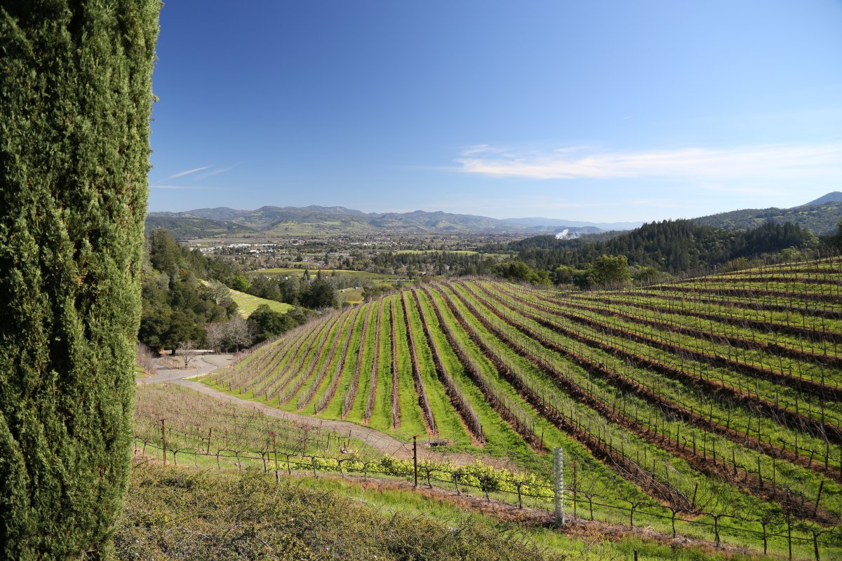 Newton Vineyard The Napa Wine Project