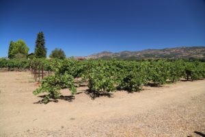 Robert-Biale-Vineyards (4)