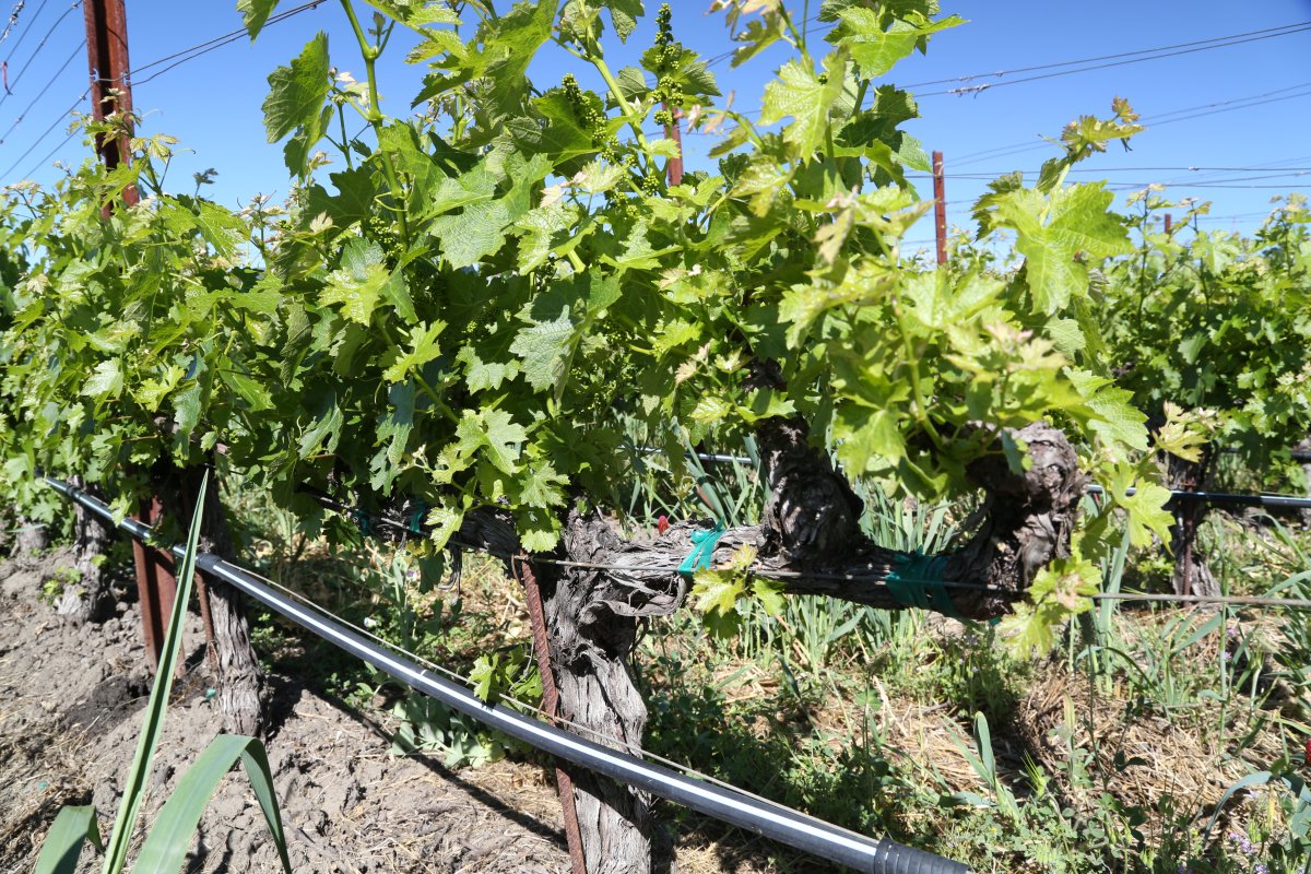 Silver Oak Cellars The Napa Wine Project