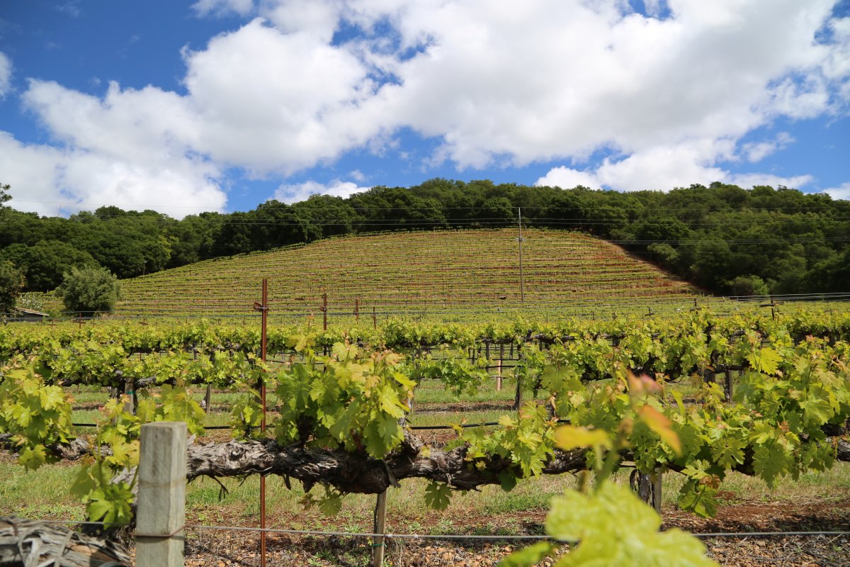 Tierra Roja Vineyard The Napa Wine Project