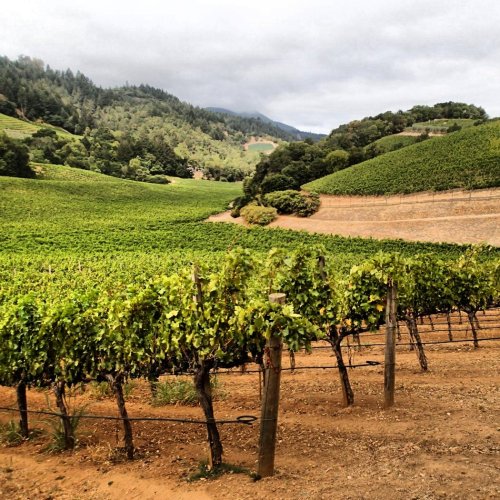 The Vineyard House The Napa Wine Project