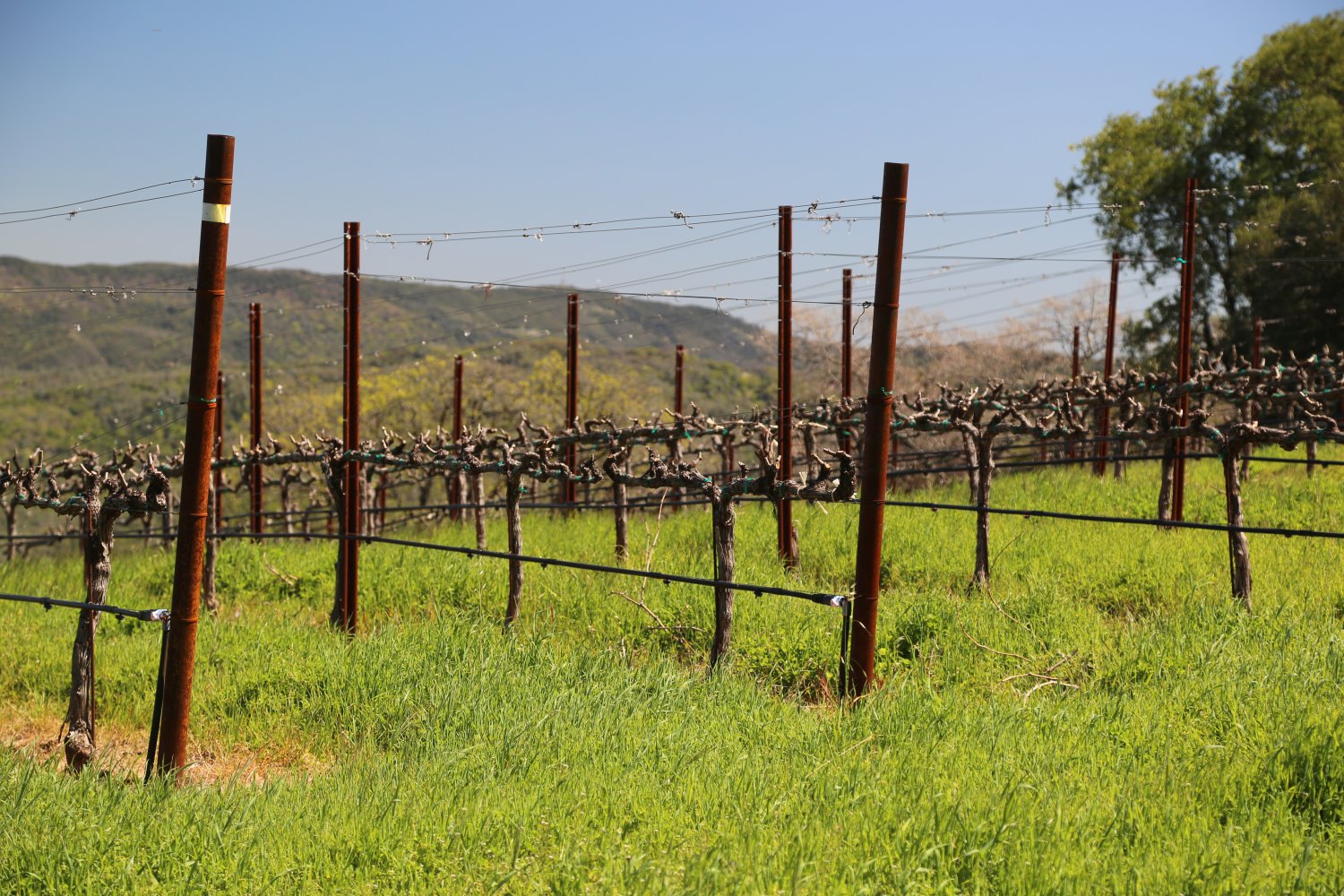 JACK Wines The Napa Wine Project