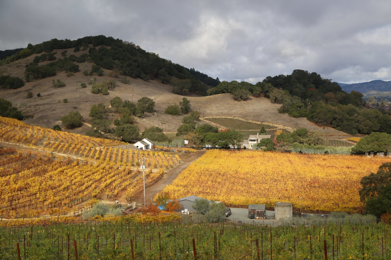 Hunter Glenn Estate The Napa Wine Project