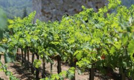 Anomaly Vineyards