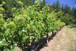 Arns-Winery-Napa-Vineyards (5)