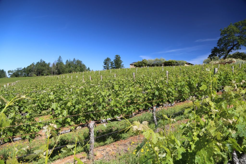 Diamond Mountain Vineyard The Napa Wine Project