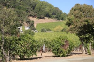 Darms-Lane-Winery (3)