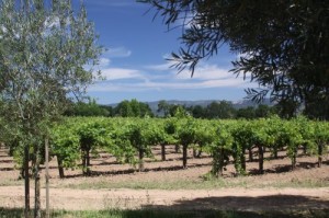 Detert-Family-Vineyards