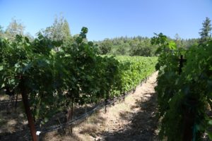 Dyer-Vineyard (1)