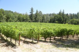 Dyer-Vineyard (2)