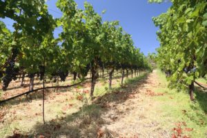 Piña Napa Valley - The Napa Wine Project