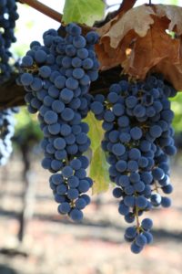 Grapes-Napa-Valley (17)