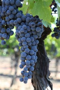 Grapes-Napa-Valley (3)