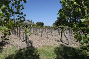 Grasso-Family-Vineyard