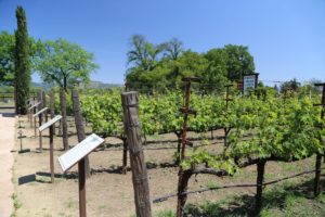 Grgich-Hills-Winery-Napa (17)