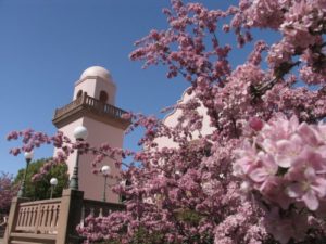 Groth-Vineyards-Flowers