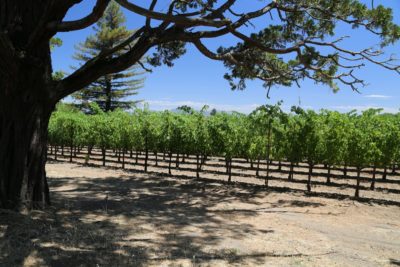 Hayfork Wine Company