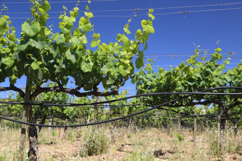 Hendry Ranch Hendry Ranch Winery - The Napa Wine Project