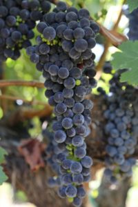 Honig-Grapes (1)