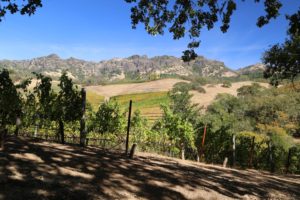 Jericho-Canyon-Vineyards (3)