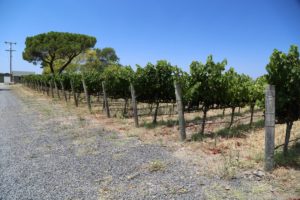 Kent-Rasmussen-Carneros (2)