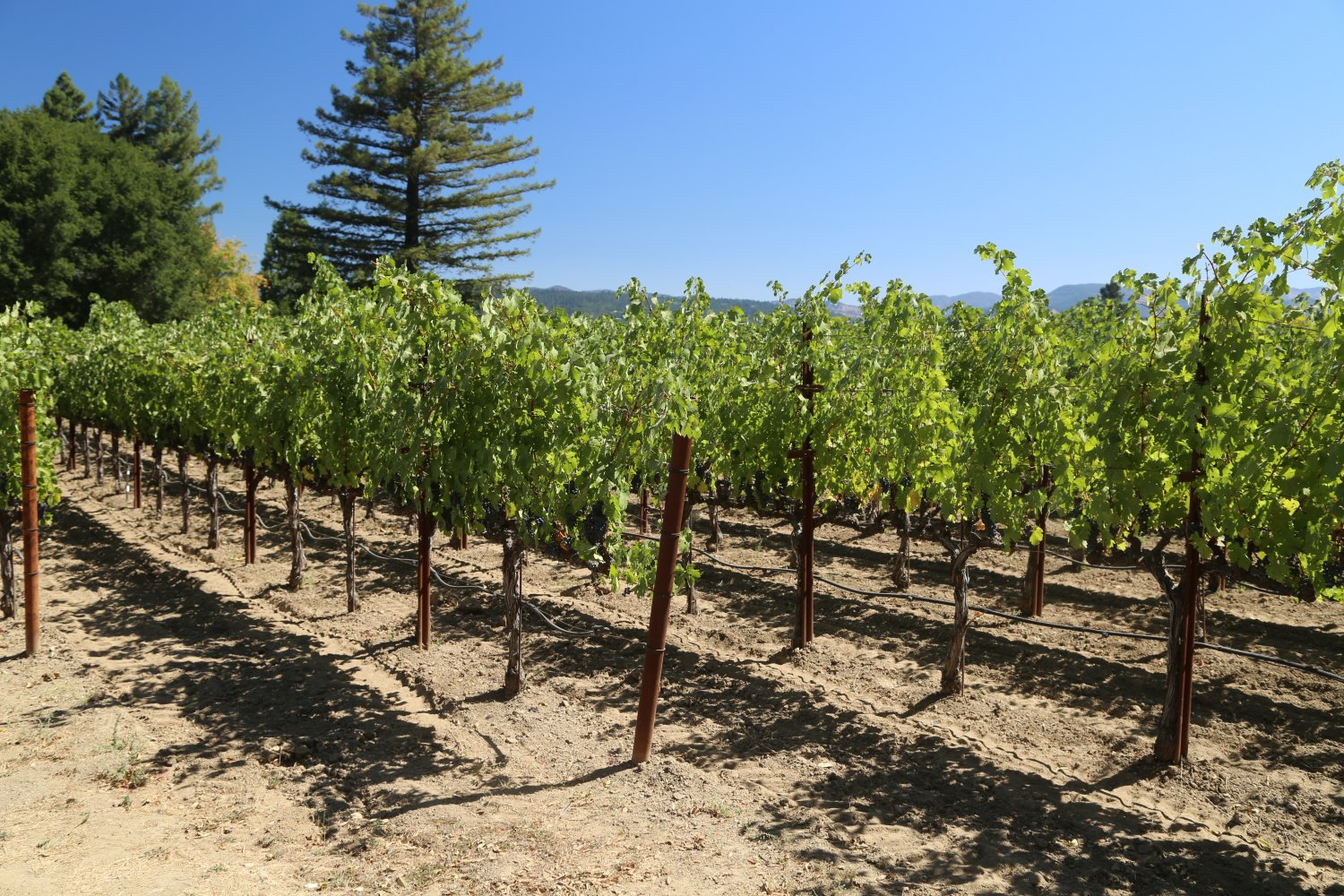 Lewelling Vineyards The Napa Wine Project