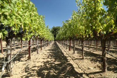 Lewelling Vineyards