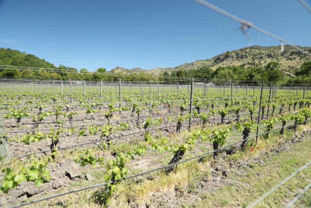 Pine Ridge Vineyards The Napa Wine Project