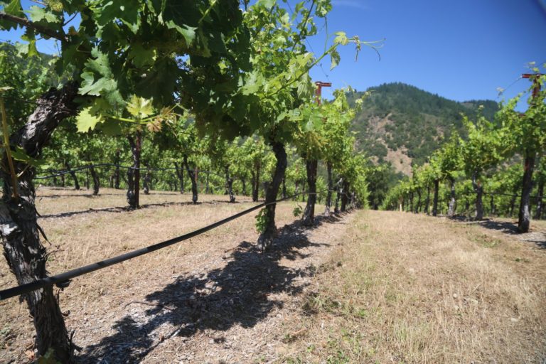 Marston Family Vineyard The Napa Wine Project