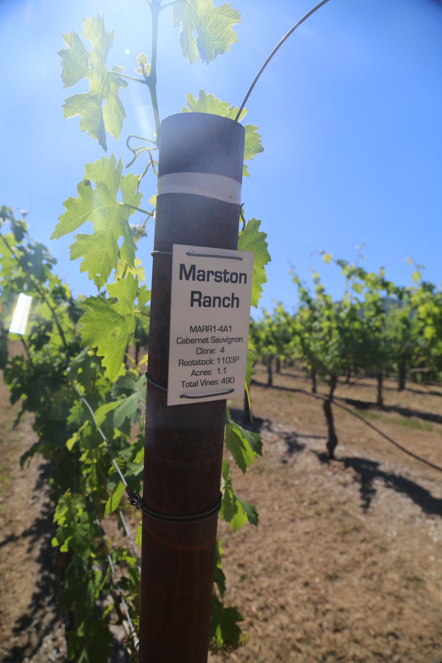 Marston Family Vineyard The Napa Wine Project