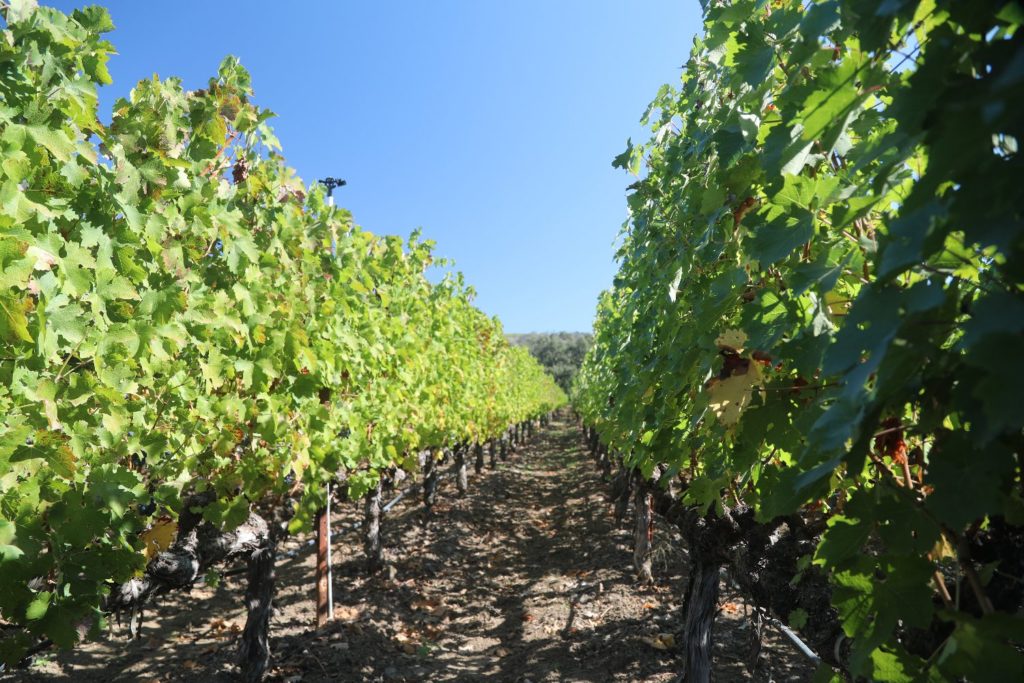 Martin Estate The Napa Wine Project