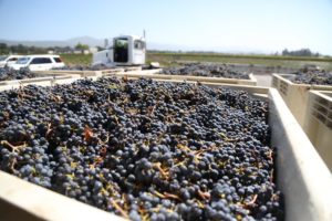 Materra-Vineyards-Winery-Cunat (8)