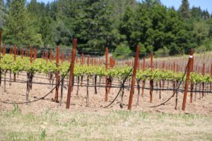 Moffet-Vineyard-Howell-Mountain (1)