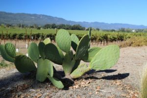 Mumm-Winery-Napa-Valley (1)