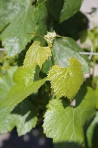 Napa-Valley-Grapevines (1)