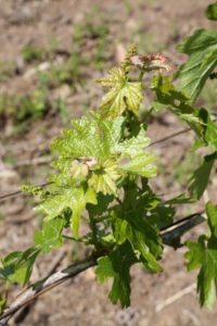 Napa-Valley-Grapevines (2)