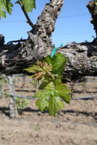 Napa-Young-Grapevines (10)