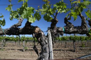 Napa-Young-Grapevines (11)