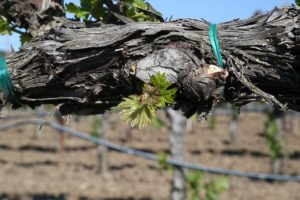 Napa-Young-Grapevines (12)