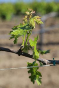 Napa-Young-Grapevines (15)