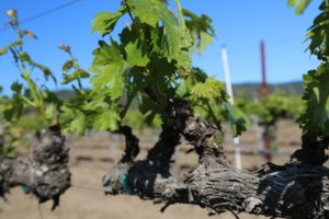 Napa-Young-Grapevines (16)