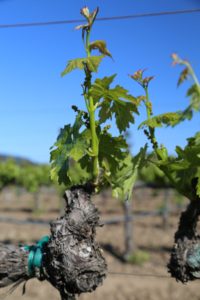 Napa-Young-Grapevines (17)