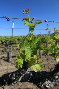 Napa-Young-Grapevines (4)